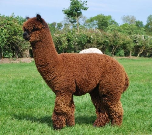 Lạc đà Alpaca mới đẻ có ngoại hình xấu như ma cấu, trái ngược với vẻ bảnh bao lúc lớn - Ảnh 6.