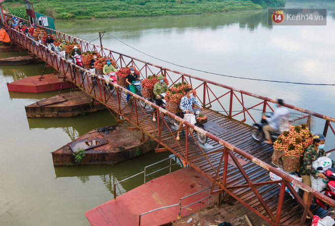 Bắc Giang: Kiếm tiền triệu từ việc đẩy xe chở vải lên dốc cầu phao trong mùa thu hoạch - Ảnh 1.