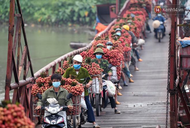 Bắc Giang: Kiếm tiền triệu từ việc đẩy xe chở vải lên dốc cầu phao trong mùa thu hoạch - Ảnh 13.