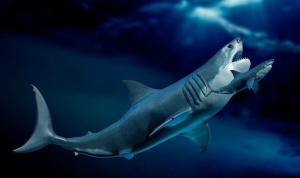 Quái vật Megalodon có thể to hơn rất nhiều so với tưởng tượng của con người - Ảnh 1.