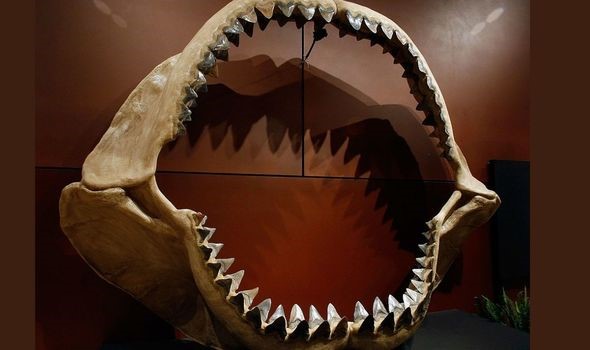 Quái vật Megalodon có thể to hơn rất nhiều so với tưởng tượng của con người - Ảnh 2.