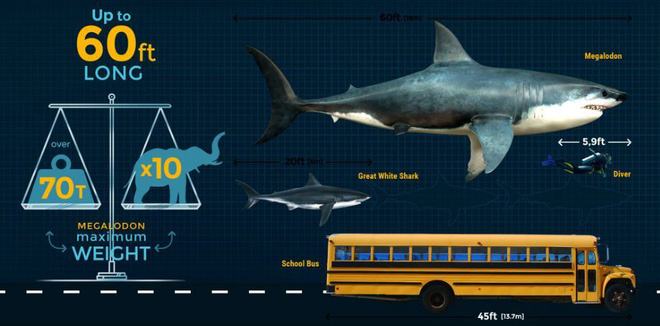 Cá mập khổng lồ Megalodon dĩ nhiên có thật, thậm chí ccó thể còn lớn hơn chúng ta nghĩ - Ảnh 2.