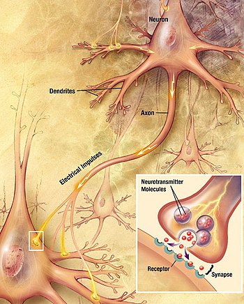 Não bộ của bạn có bao nhiêu neuron thần kinh? Và chúng đang làm gì trong đó? - Ảnh 6.