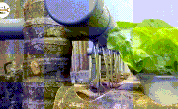 Làm thế nào để kết hợp vườn rau sạch và bể cá khi không gian sân nhà bạn quá chật hẹp?
