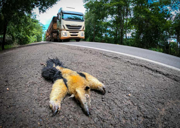 Con đường chết chóc nhất: Mỗi năm 3000 xác chết tại xa lộ tử thần của Brazil, cái giá quá đắt mà thiên nhiên phải trả vì con người - Ảnh 1.