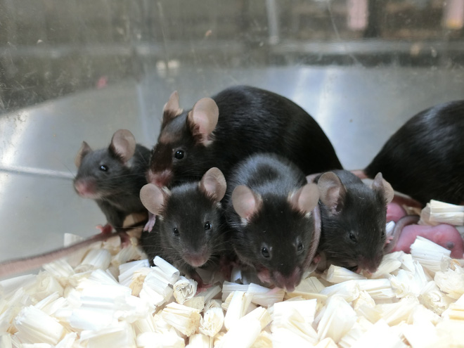 Sau gần sáu năm trên trạm vũ trụ, tinh trùng chuột đông lạnh tạo ra những chú chuột con khỏe mạnh - Ảnh 4.