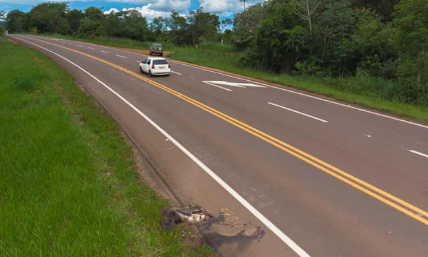 Con đường chết chóc nhất: Mỗi năm 3000 xác chết tại xa lộ tử thần của Brazil, cái giá quá đắt mà thiên nhiên phải trả vì con người - Ảnh 4.