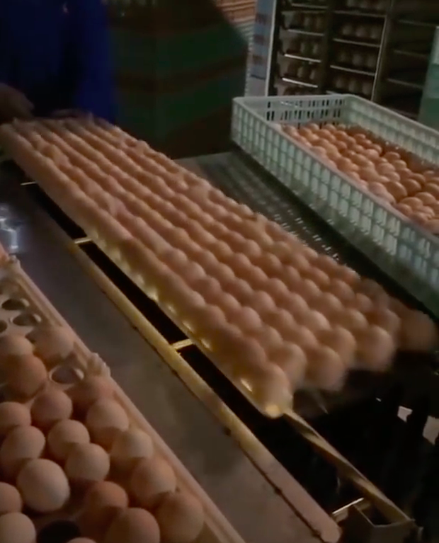  Đây là cách người ta phát hiện trứng hỏng giữa hàng nghìn quả trong nhà máy, xem xong ước gì nhà cũng có một cái máy này! - Ảnh 2.