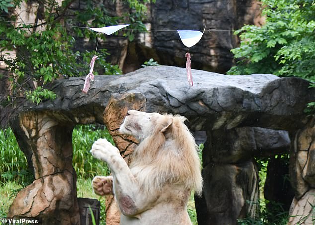 Sư tử “tiên tri” ở vườn thú Thái Lan dự đoán đúng 4 trận đấu Euro 2020 - Ảnh 3.