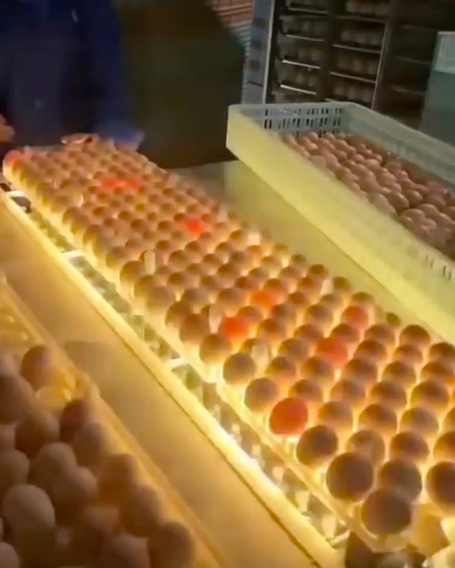 Đây là cách người ta phát hiện trứng hỏng giữa hàng nghìn quả trong nhà máy, xem xong ước gì nhà cũng có một cái máy này! - Ảnh 3.