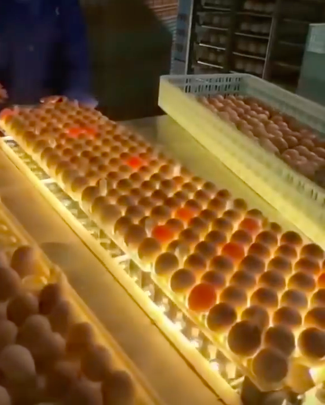  Đây là cách người ta phát hiện trứng hỏng giữa hàng nghìn quả trong nhà máy, xem xong ước gì nhà cũng có một cái máy này! - Ảnh 4.
