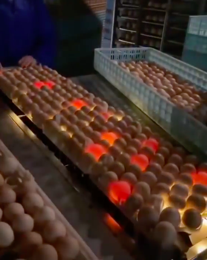  Đây là cách người ta phát hiện trứng hỏng giữa hàng nghìn quả trong nhà máy, xem xong ước gì nhà cũng có một cái máy này! - Ảnh 5.