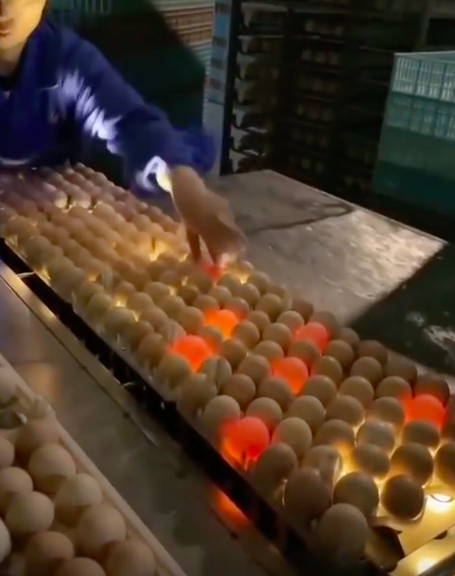  Đây là cách người ta phát hiện trứng hỏng giữa hàng nghìn quả trong nhà máy, xem xong ước gì nhà cũng có một cái máy này! - Ảnh 6.