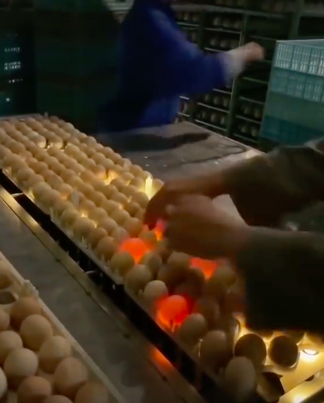  Đây là cách người ta phát hiện trứng hỏng giữa hàng nghìn quả trong nhà máy, xem xong ước gì nhà cũng có một cái máy này! - Ảnh 7.