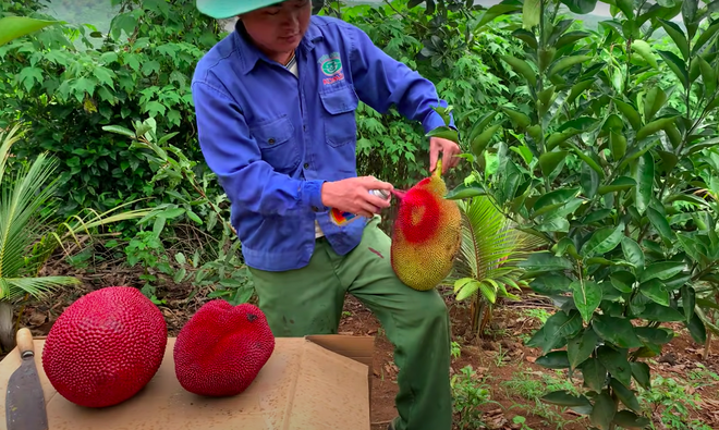 Thanh niên Trung Quốc khoe giống mít vỏ đỏ khiến dân mạng sửng sốt, ở Việt Nam cũng từng xuất hiện loại mít này nhưng thực hư thế nào? - Ảnh 4.