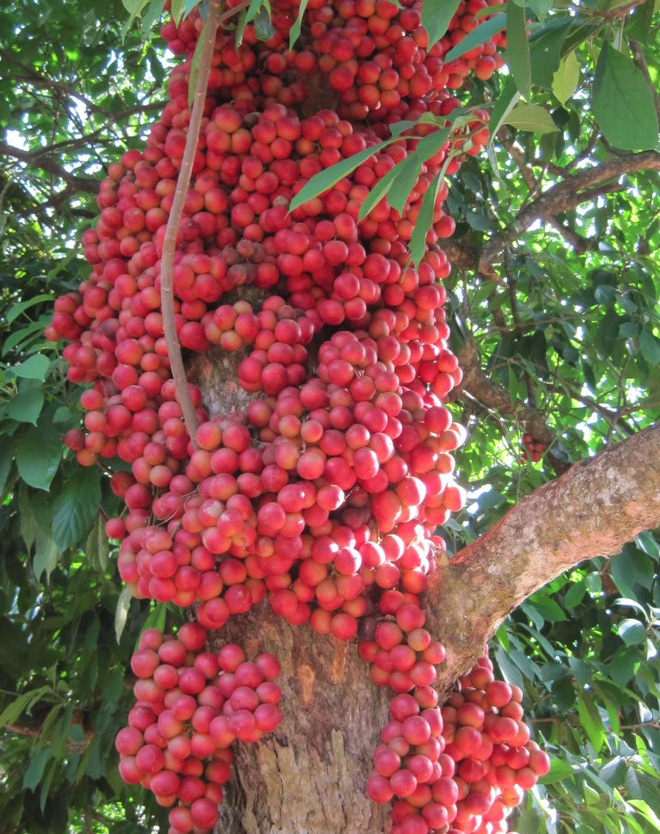 Cô gái khoe cây dâu da đất ra quả vỡ kế hoạch, không ngờ lại khiến cộng đồng mạng thi nhau trầm trồ ao ước - Ảnh 5.