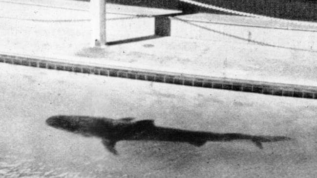 Bắt đầu từ... bãi nôn của một con cá mập, cảnh sát bất ngờ phát hiện ra vụ án mạng kỳ lạ bậc nhất lịch sử cùng cú twist không thể tin nổi - Ảnh 5.