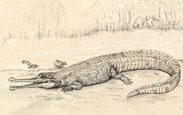 Giải mã hộp sọ khổng lồ bí ẩn, phát hiện loài cá sấu tiền sử dài tới 7m - Ảnh 1.