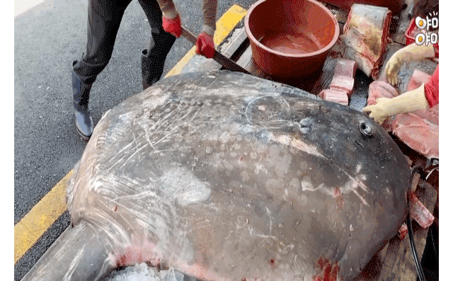 Clip: Xẻ thịt cá mặt trăng khổng lồ ở chợ hải sản Hàn Quốc