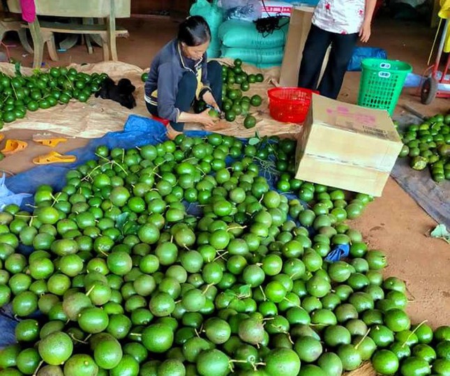  Đặc sản Tây Nguyên: Bơ giảm giá không phanh, bí đỏ phải chào bán cho gia súc  - Ảnh 3.