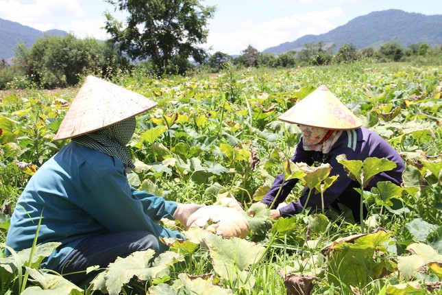  Đặc sản Tây Nguyên: Bơ giảm giá không phanh, bí đỏ phải chào bán cho gia súc  - Ảnh 4.