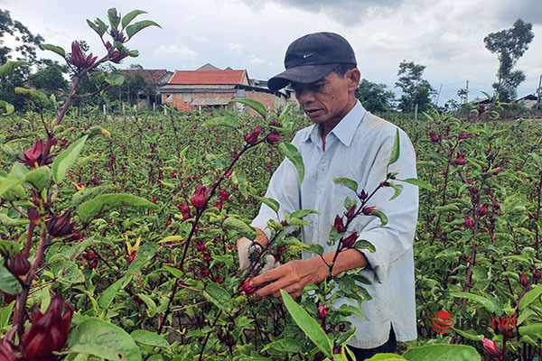 Trồng loài cây chỉ lấy hoa đỏ, mỗi năm người dân ở Thừa Thiên Huế thu cả trăm triệu đồng - Ảnh 1.