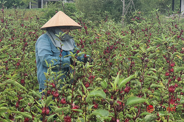Trồng loài cây chỉ lấy hoa đỏ, mỗi năm người dân ở Thừa Thiên Huế thu cả trăm triệu đồng - Ảnh 2.