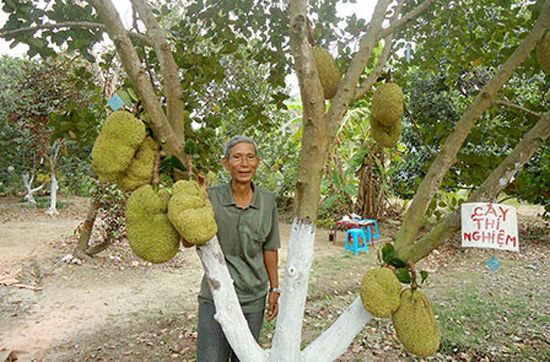 Ăn mít mà không phải tách hạt, bác nông dân Cần Thơ thu tiền tỷ từ loại mít kỳ lạ này - Ảnh 1.