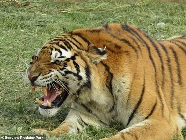 Hổ Siberia nhảy qua hàng rào điện cao 3,6 mét, cắn chết người, giết một con hổ khác - Ảnh 1.