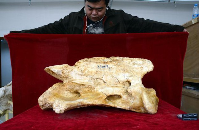 Phát hiện hóa thạch của tê giác siêu khổng lồ, lớn hơn cả voi ma mút ở Trung Quốc - Ảnh 1.
