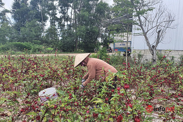 Trồng loài cây chỉ lấy hoa đỏ, mỗi năm người dân ở Thừa Thiên Huế thu cả trăm triệu đồng - Ảnh 3.