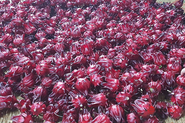 Trồng loài cây chỉ lấy hoa đỏ, mỗi năm người dân ở Thừa Thiên Huế thu cả trăm triệu đồng - Ảnh 7.