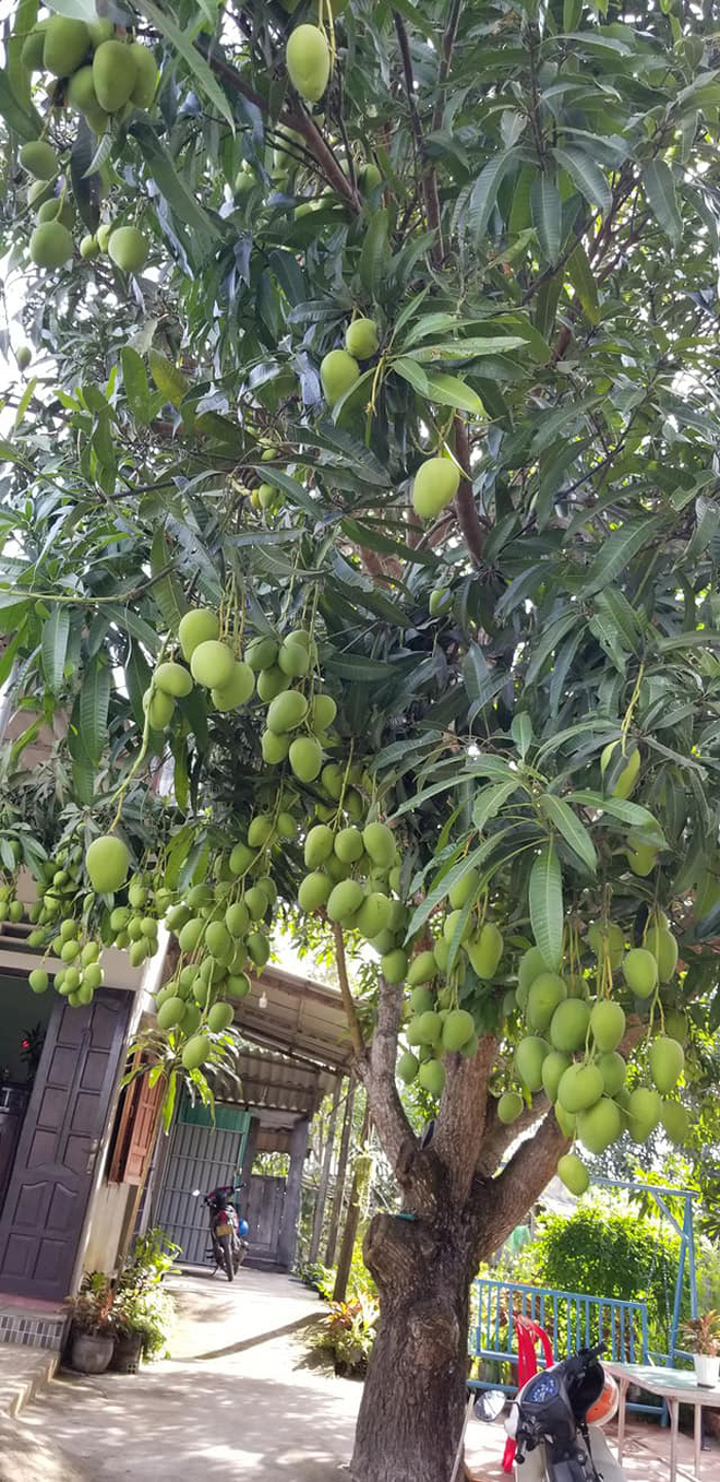 Những cây xoài ra hoa kết trái khó đỡ nhất Việt Nam, nhiều phen ...