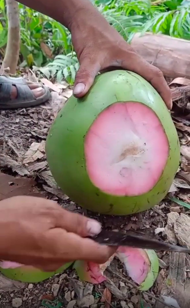 Chặt quả dừa thì phát hiện bên trong có màu hồng khác thường, chàng trai hào hứng nhưng dân mạng lại cho là chiêu trò câu view - Ảnh 2.