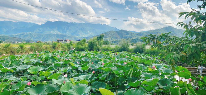 Thấy hàng xóm có đầm sen đẹp quá, hai người phụ nữ rủ nhau sang chụp hình sống ảo, tới lúc xem ảnh mới giật mình vì điều này - Ảnh 2.