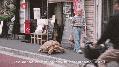 Ông lão người Nhật nuôi con rùa nặng 70 kg, quãng đường 5 phút đi mất 3 tiếng: Sống chậm lại, cuộc đời quả thực đáng yêu hơn bạn nghĩ - Ảnh 1.
