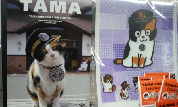 Chỉ nhờ một cô mèo hoang, công ty Nhật Bản lãi to 280 tỷ, thoát khỏi cảnh phá sản trong gang tấc - Ảnh 12.
