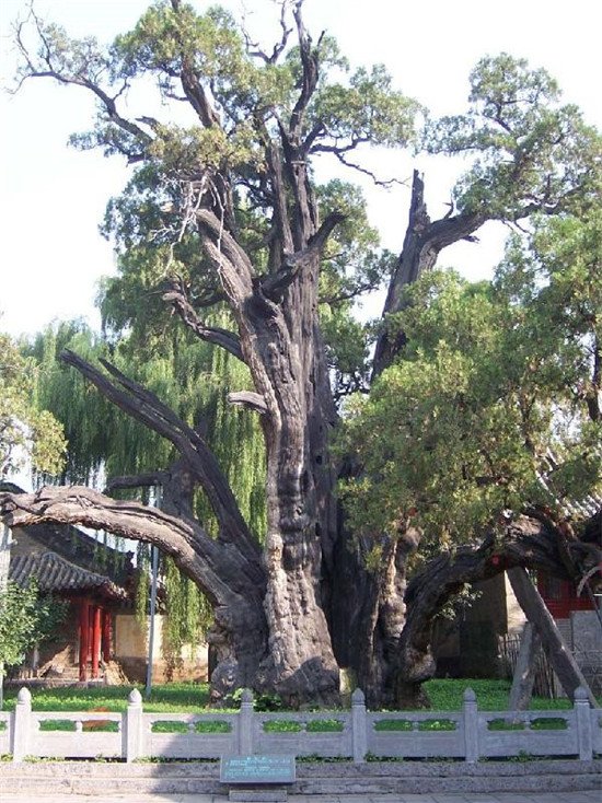 Top 10 cây nghìn tuổi tại Trung Quốc, có cây tới giờ vẫn nở hoa - Ảnh 11.