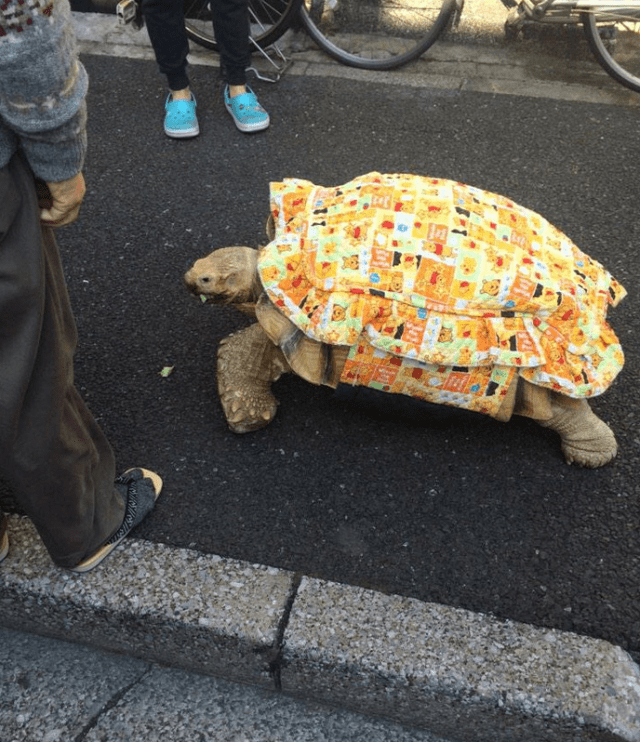 Ông lão người Nhật nuôi con rùa nặng 70 kg, quãng đường 5 phút đi mất 3 tiếng: Sống chậm lại, cuộc đời quả thực đáng yêu hơn bạn nghĩ - Ảnh 11.