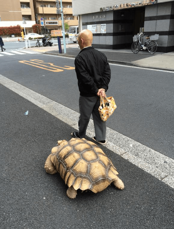 Ông lão người Nhật nuôi con rùa nặng 70 kg, quãng đường 5 phút đi mất 3 tiếng: Sống chậm lại, cuộc đời quả thực đáng yêu hơn bạn nghĩ - Ảnh 12.