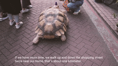 Ông lão người Nhật nuôi con rùa nặng 70 kg, quãng đường 5 phút đi mất 3 tiếng: Sống chậm lại, cuộc đời quả thực đáng yêu hơn bạn nghĩ - Ảnh 13.