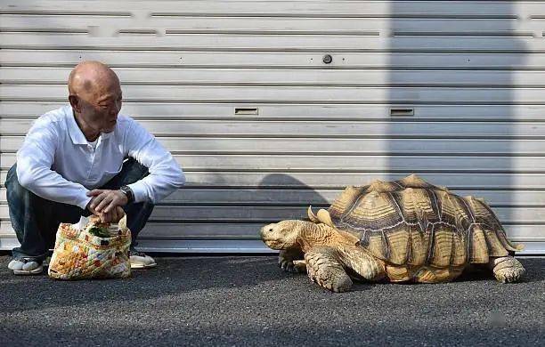 Ông lão người Nhật nuôi con rùa nặng 70 kg, quãng đường 5 phút đi mất 3 tiếng: Sống chậm lại, cuộc đời quả thực đáng yêu hơn bạn nghĩ - Ảnh 14.