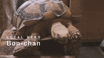 Ông lão người Nhật nuôi con rùa nặng 70 kg, quãng đường 5 phút đi mất 3 tiếng: Sống chậm lại, cuộc đời quả thực đáng yêu hơn bạn nghĩ - Ảnh 16.