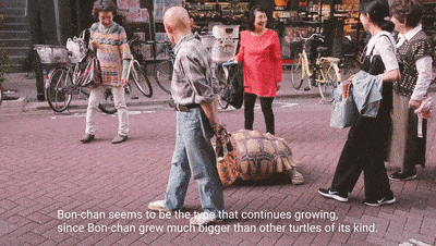 Ông lão người Nhật nuôi con rùa nặng 70 kg, quãng đường 5 phút đi mất 3 tiếng: Sống chậm lại, cuộc đời quả thực đáng yêu hơn bạn nghĩ - Ảnh 2.