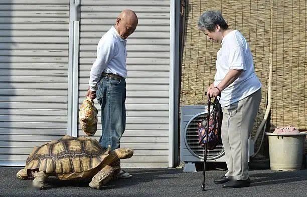 Ông lão người Nhật nuôi con rùa nặng 70 kg, quãng đường 5 phút đi mất 3 tiếng: Sống chậm lại, cuộc đời quả thực đáng yêu hơn bạn nghĩ - Ảnh 23.