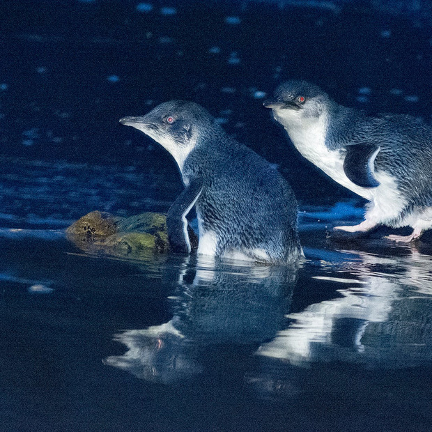 Hơn 6000 con chim cánh cụt bị quét sạch tại một hòn đảo vì sự xuất hiện của một con quỷ - Ảnh 5.