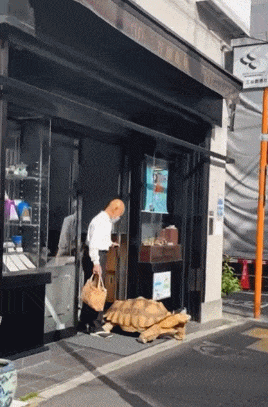 Ông lão người Nhật nuôi con rùa nặng 70 kg, quãng đường 5 phút đi mất 3 tiếng: Sống chậm lại, cuộc đời quả thực đáng yêu hơn bạn nghĩ - Ảnh 4.