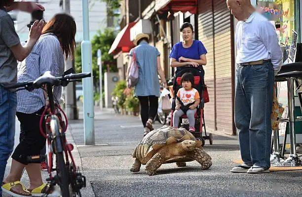 Ông lão người Nhật nuôi con rùa nặng 70 kg, quãng đường 5 phút đi mất 3 tiếng: Sống chậm lại, cuộc đời quả thực đáng yêu hơn bạn nghĩ - Ảnh 5.