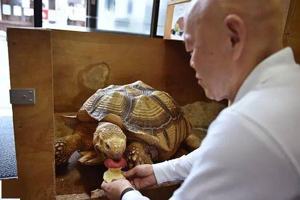 Ông lão người Nhật nuôi con rùa nặng 70 kg, quãng đường 5 phút đi mất 3 tiếng: Sống chậm lại, cuộc đời quả thực đáng yêu hơn bạn nghĩ - Ảnh 8.