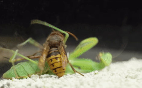 Ong bắp cày một mình 'cân' hai con bọ ngựa, trận chiến không cân sức có kết quả khó tin